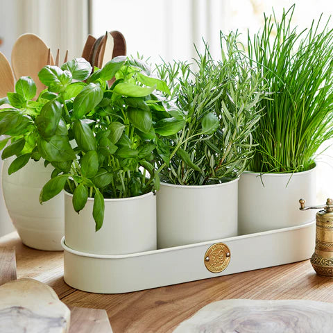 Mia Tui Sophie Conran 3 Round Herb Pots