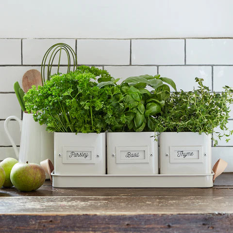 Mia Tui Sophie Conran 3 Square Herb Pots